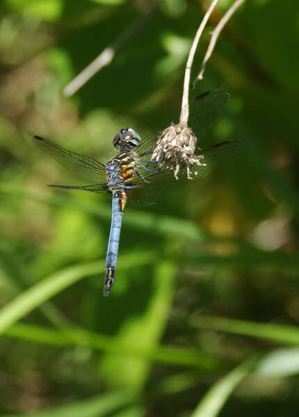 Image of Blue Dasher