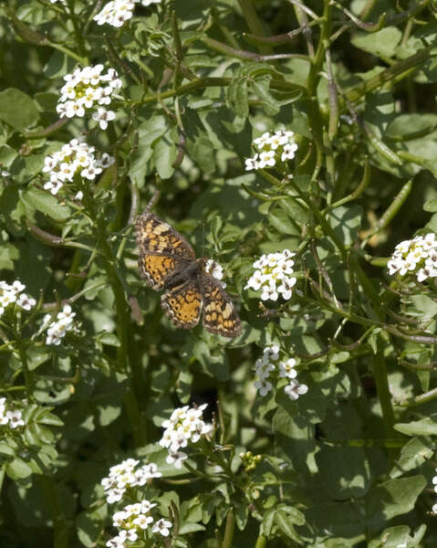 Image of Phyciodes tharos