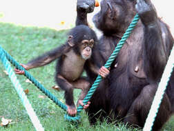 Image of Chimpanzees