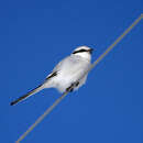 Image of Chinese Grey Shrike