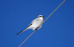 Image of Chinese Grey Shrike