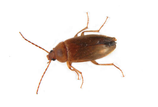 Image of Tenebrionidae