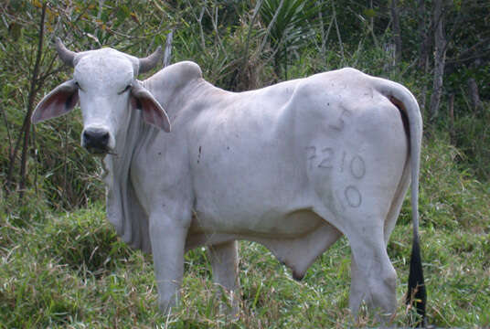 Bos taurus Linnaeus 1758的圖片