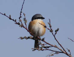 Image of Grey-backed Shrike