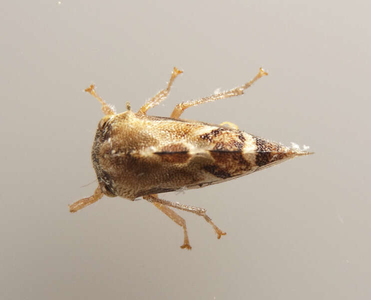 Image of Membracidae