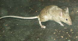 Image of Old World Mice and Pygmy Mice