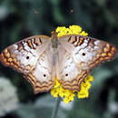 Image of White Peacock