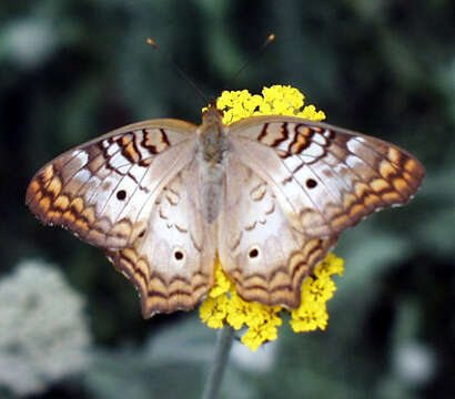 Image of Peacocks