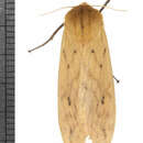 Image of Isabella Tiger Moth