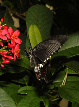 Sivun Papilio polytes Linnaeus 1758 kuva