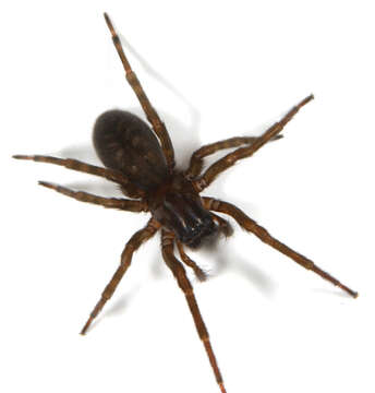 Image of ground spiders