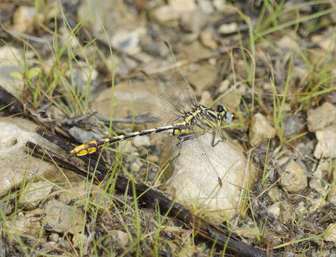 Image of Phanogomphus militaris (Hagen ex Selys 1858)