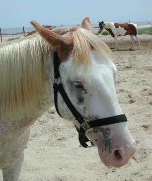 Equus subgen. Equus Linnaeus 1758的图像