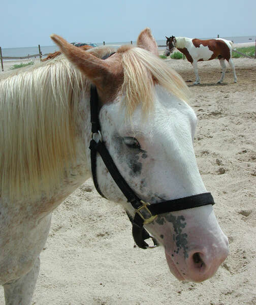 Image of Equus subgen. Equus Linnaeus 1758