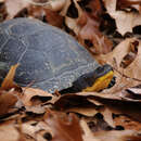 Image de Tortue mouchetée