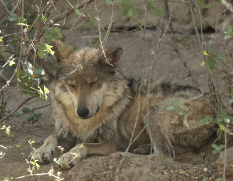 Image of gray wolf