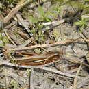 Image of Two-Striped Grasshopper