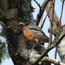 Image of American Robin