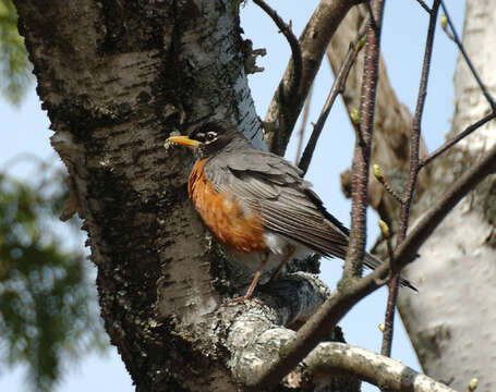 Image of American Robin