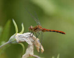 Image of Ruby Meadowhawk