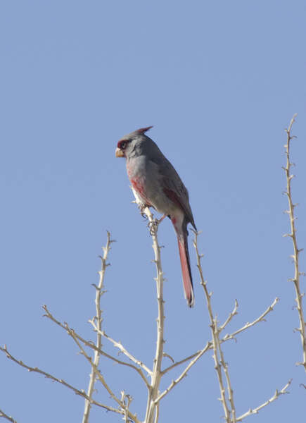 Image of Pyrrhuloxia