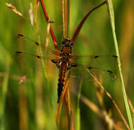 Image of Four-spotted Chaser