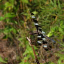 Libellula pulchella Drury 1773 resmi