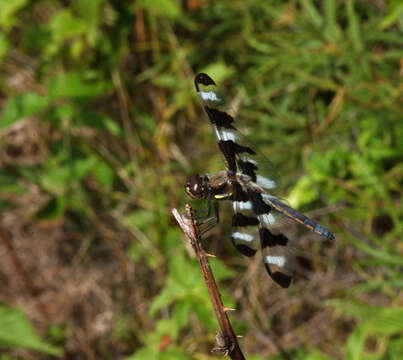 Image of Twelve-spotted skimmer