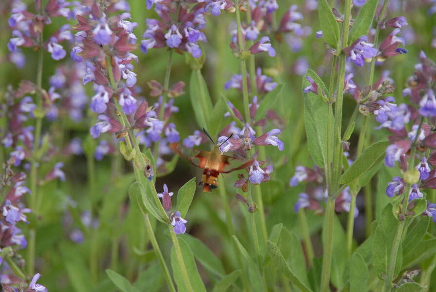 Image of Hemaris Dalman 1816