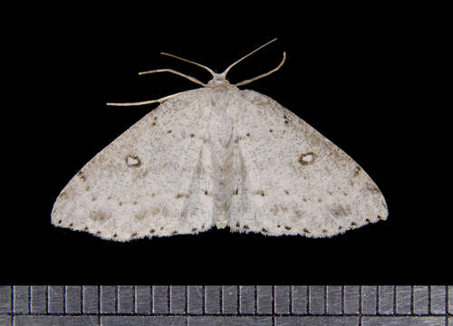 Cyclophora resmi