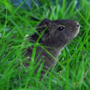 Image of Brazilian Guinea Pig