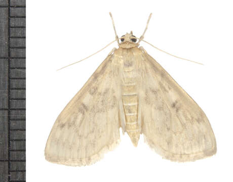 Image de Herpetogramma abdominalis Zeller