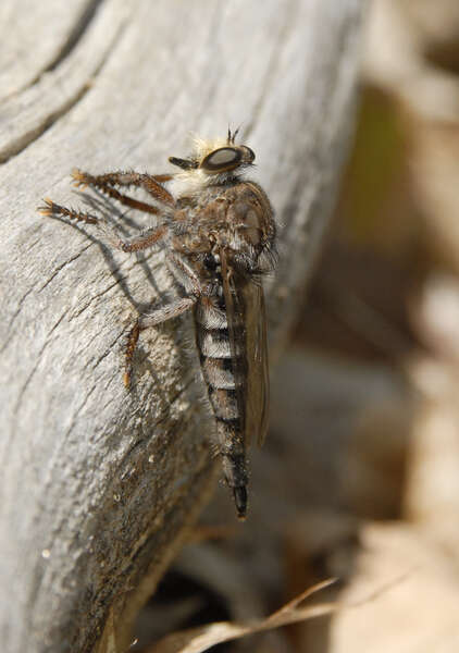 Image of Asilidae