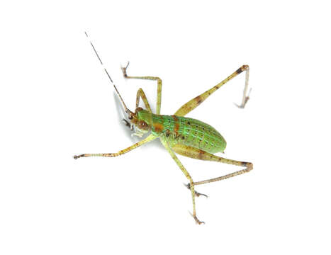 Image of Scudder's bush katydids