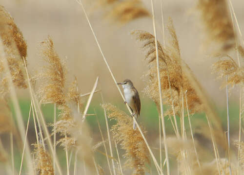 Image of Great Reed Warbler