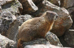 صورة Marmota subgen. Petromarmota Steppan et al. 1999