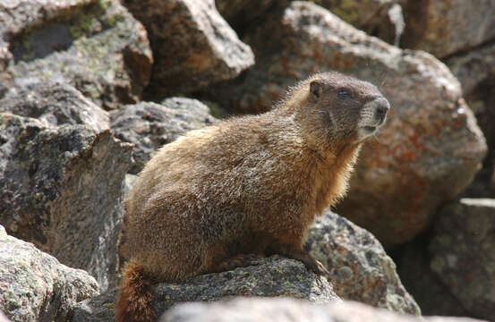 Image of Marmota subgen. Petromarmota Steppan et al. 1999