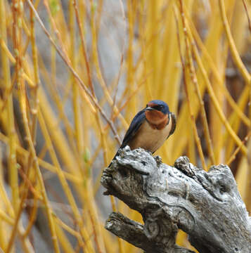 Image of Hirundo Linnaeus 1758