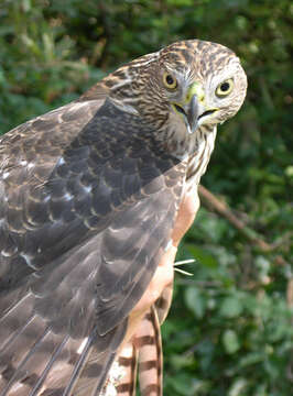 Image of Cooper's Hawk