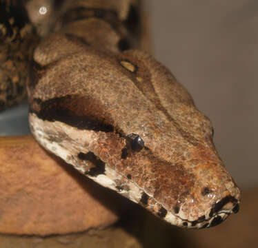 Image of Garden Tree Boa