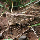 Image of Carolina Grasshopper