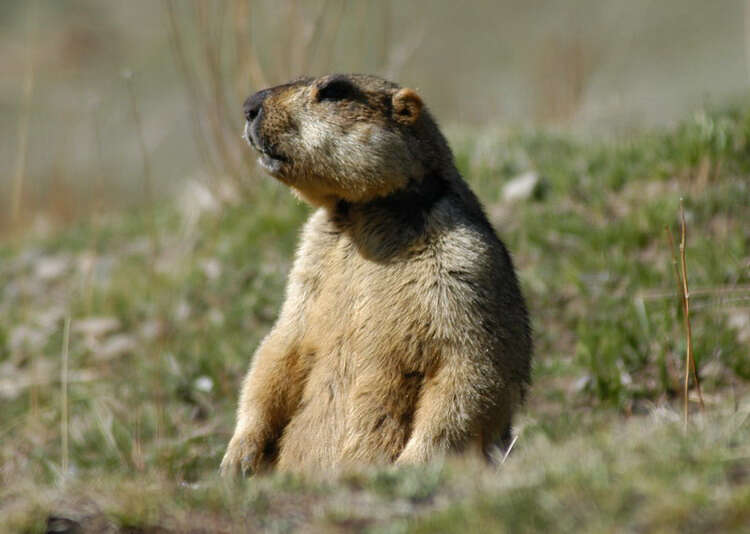 Image of Himalayan Marmot