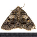 Image of Banded Similar-wing, Grey Similar-wing, False Pine Looper