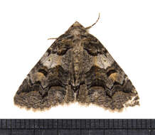 Image of Zale Moths