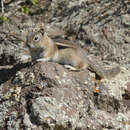 Image of golden-mantled ground squirrel