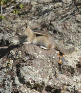 Callospermophilus Merriam 1897 resmi