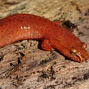 Image of Spring Salamander