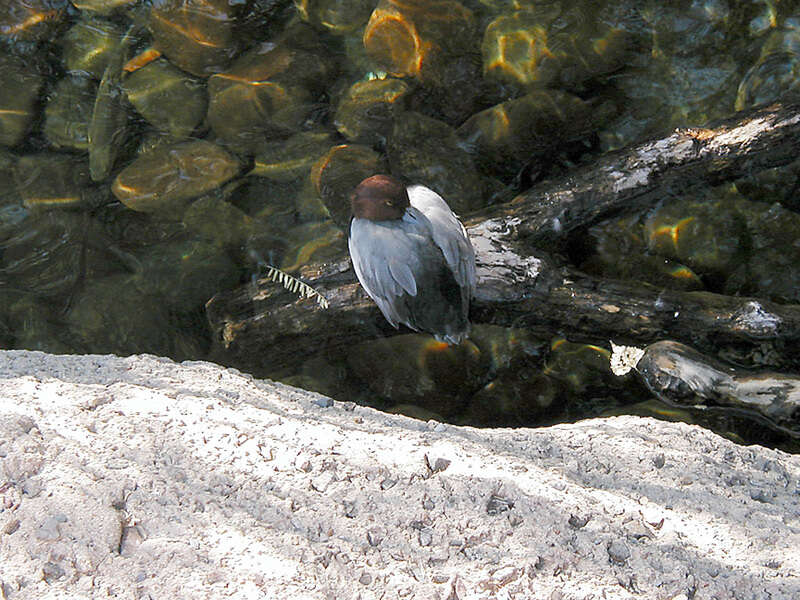 Image of Redhead