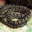 Image of Big Ground Snake