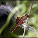 Image of Red Saddlebags